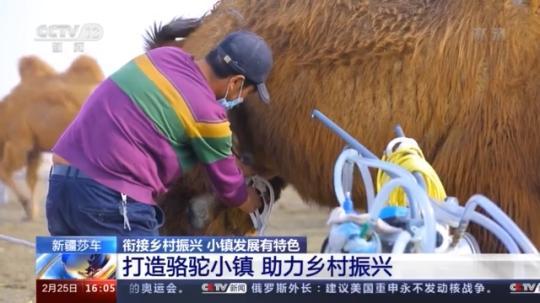 種蘑菇、養(yǎng)駱駝...。。特色產(chǎn)業(yè)助力鄉(xiāng)村振興走新路