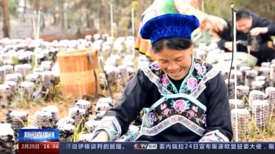種蘑菇、養(yǎng)駱駝...。。特色產(chǎn)業(yè)助力鄉(xiāng)村振興走新路