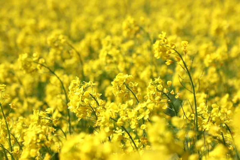油菜花盛開(kāi)。洛克攝