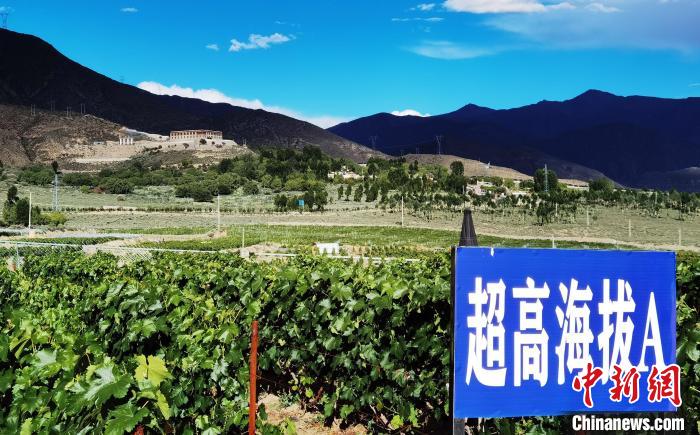 圖為桑日縣種植的葡萄?！∩侥仙Ｈ湛h委宣傳部提供