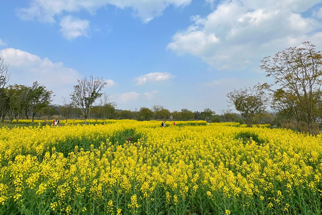 每到油菜花季，就有市民相約到重慶廣陽島上踏青賞花。鄒樂攝