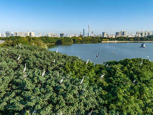 廣州海珠國家濕地公園一角。公園供圖
