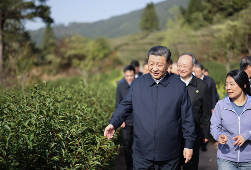 2021年3月22日下午，習(xí)近平在福建省南平市武夷山市星村鎮(zhèn)燕子窠生態(tài)茶園，察看春茶長勢，了解當(dāng)?shù)夭璁a(chǎn)業(yè)發(fā)展情況。