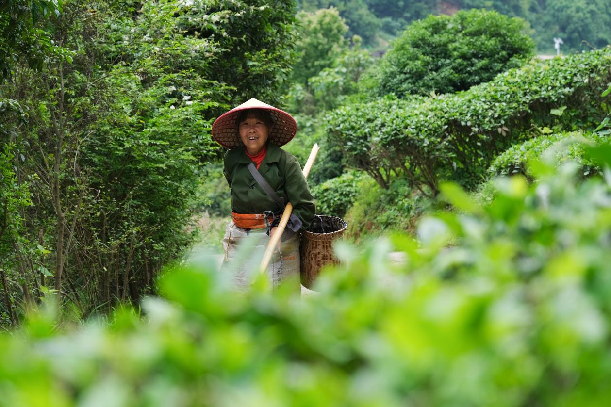 2024年4月24日，湖南省衡陽市耒陽市龍?zhí)伶?zhèn)江頭貢茶葉種植專業(yè)合作社，村民在茶山采摘茶葉，實(shí)現(xiàn)了家門口就業(yè)。