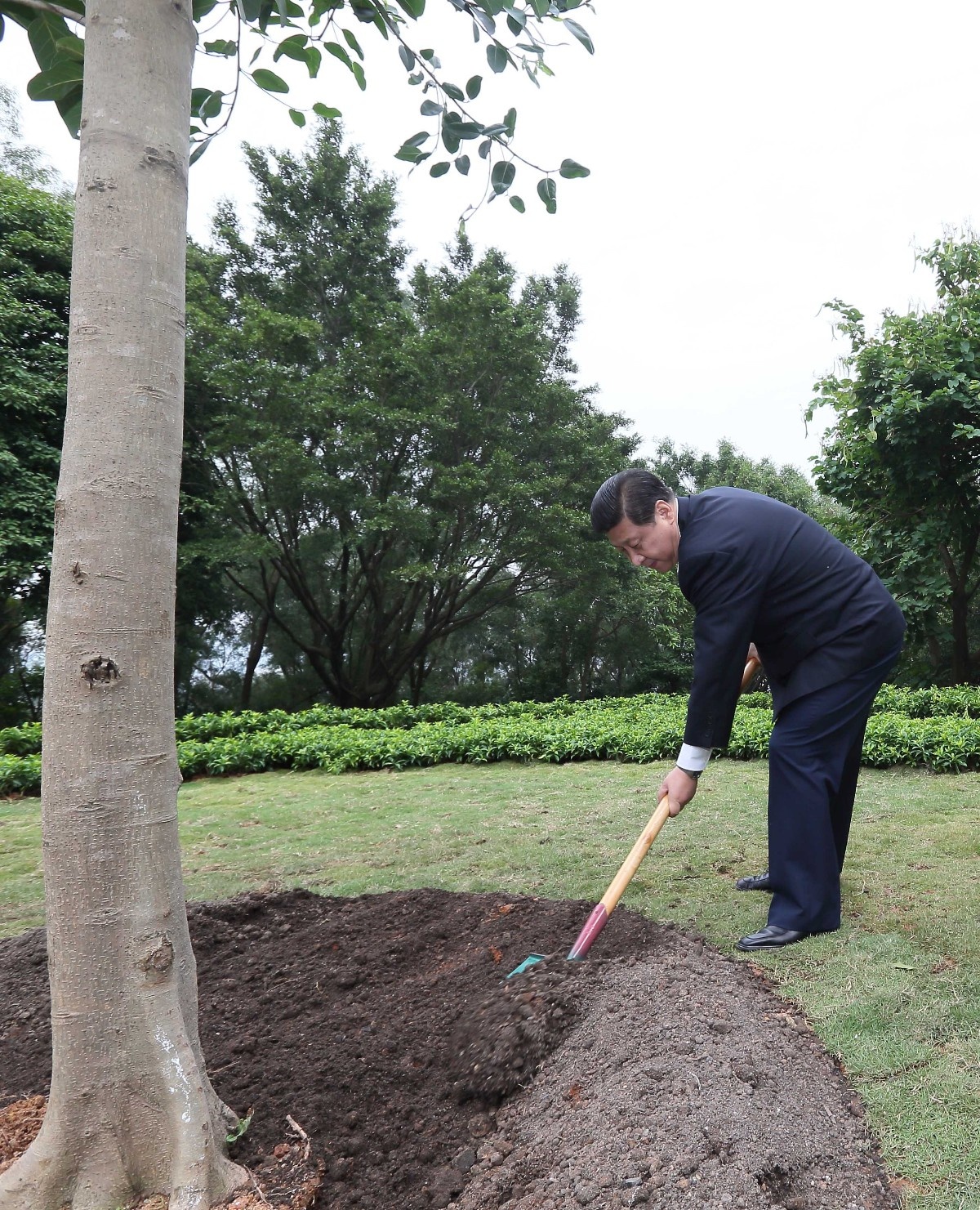 2012年12月8日，習(xí)近平在深圳蓮花山公園種下一棵高山榕樹。
