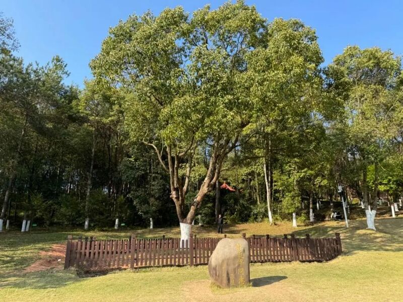 習(xí)近平同志為福建省長汀縣水土保持科教園捐種的香樟樹。圖源：學(xué)習(xí)時(shí)報(bào)