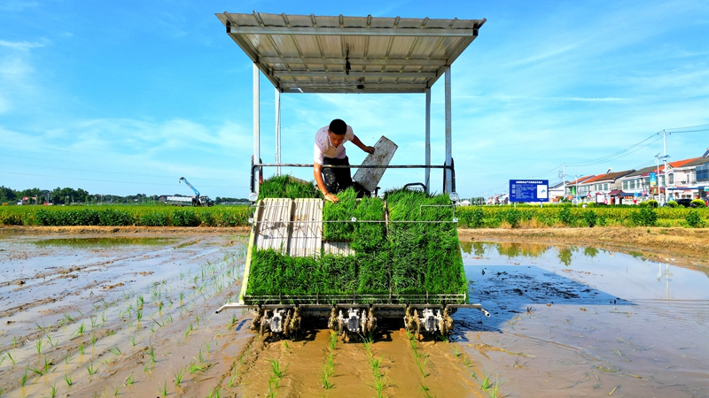 戴宏在無人駕駛的插秧機(jī)上作業(yè)。常德日?qǐng)?bào)社 王明睿 攝