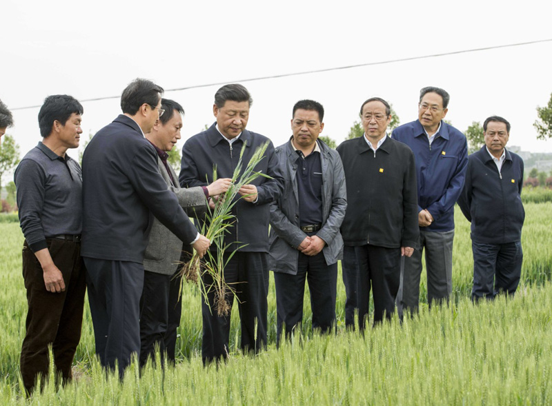 2016年4月25日下午，習(xí)近平在安徽滁州市鳳陽(yáng)縣小崗村察看小麥長(zhǎng)勢(shì)。左一為種糧大戶程夕兵。新華社記者 李學(xué)仁 攝