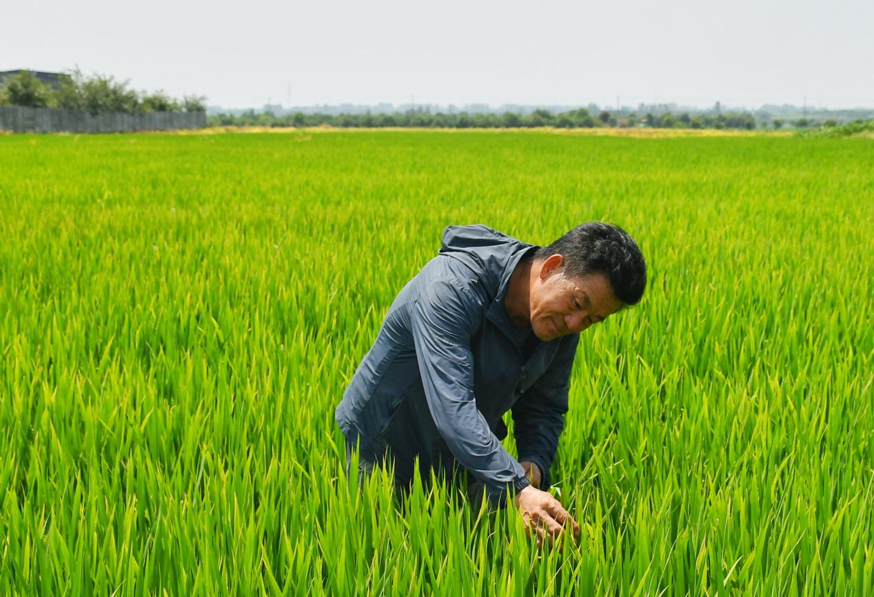 程夕兵在農(nóng)田里檢查水稻種植情況。人民網(wǎng)記者 周坤 攝