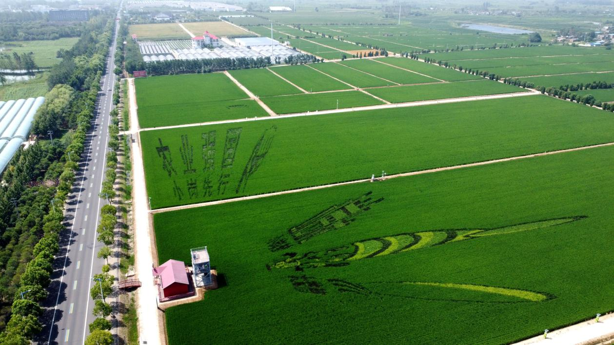 俯瞰小崗村高標(biāo)準(zhǔn)農(nóng)田。鳳陽(yáng)縣委宣傳部供圖