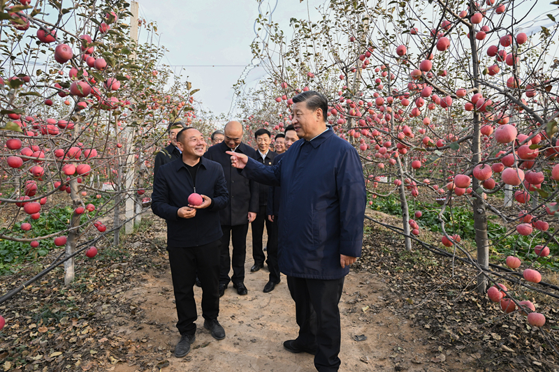 2022年10月26日，習(xí)近平總書記在陜西省延安市安塞區(qū)高橋鎮(zhèn)南溝村的蘋果園里同老鄉(xiāng)們親切交流。