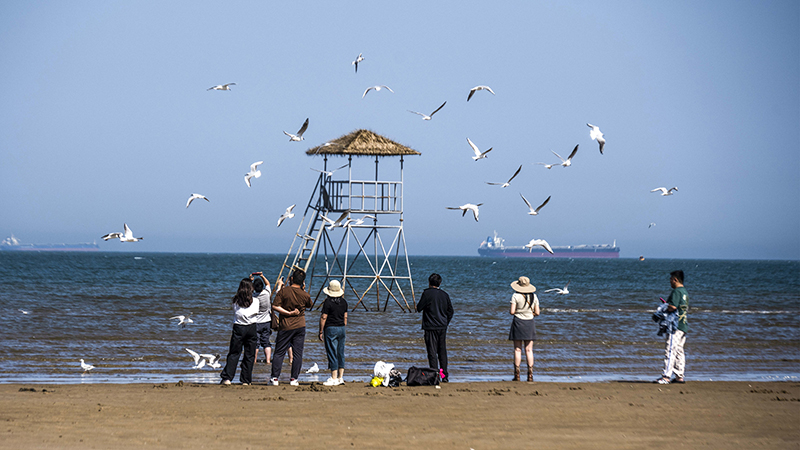 2024年5月12日，河北秦皇島，北戴河鴿子窩公園成群海鷗在天空中自由翱翔，與大海、藍(lán)天構(gòu)成了一幅美麗的畫(huà)卷。