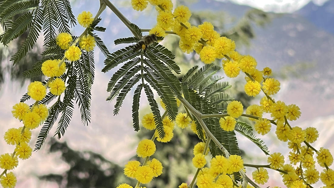 蜜蜂在金合歡花枝上休憩。