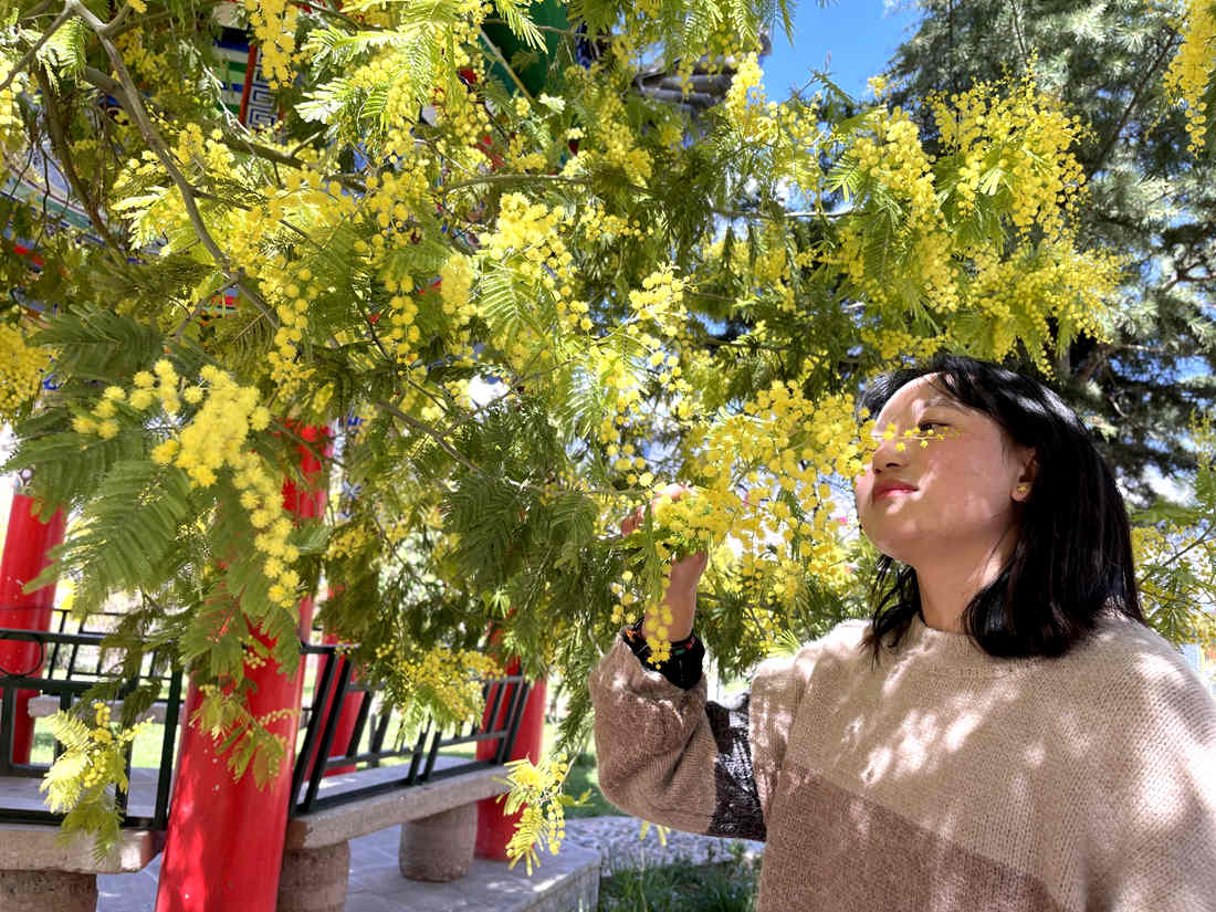 游客仔細(xì)觀賞黃絨絨的金合歡花。