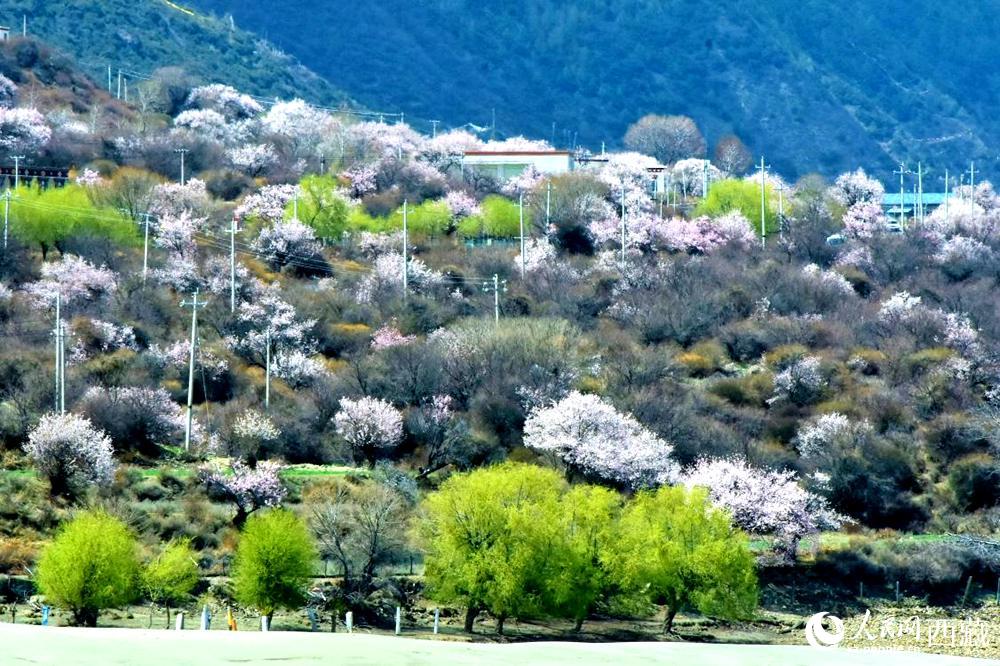 村莊掩映在桃花林中。人民網(wǎng) 李海霞攝