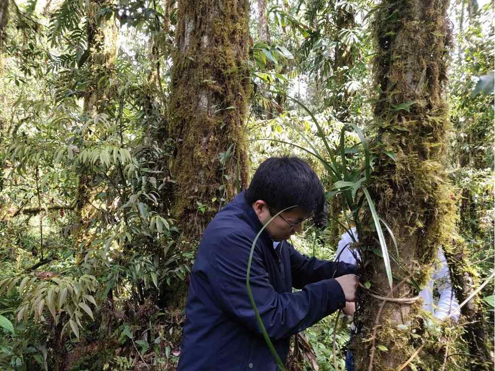 蘭花歸野。圖片由山水自然保護(hù)中心提供