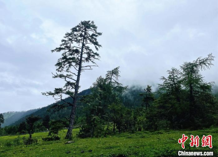 6月10日，魯朗小鎮(zhèn)高山牧場景區(qū)風光。　冉文娟 攝