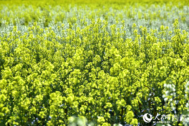 盛開的小油菜花。人民網(wǎng) 李海霞攝
