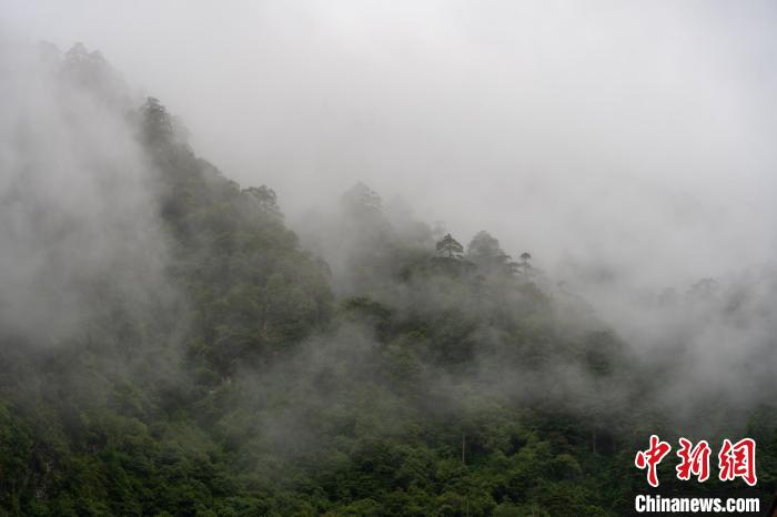 雨后勒布溝的云霧?！〗w波 攝