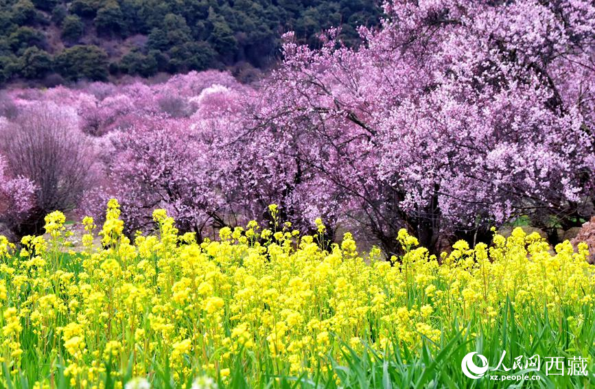 桃花與油菜花勾勒出別樣風景。 人民網(wǎng) 李海霞攝