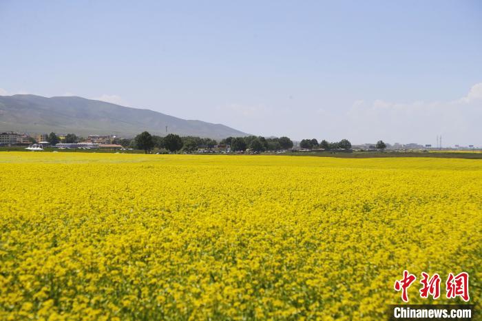 圖為青海湖畔油菜花海?！●R銘言 攝