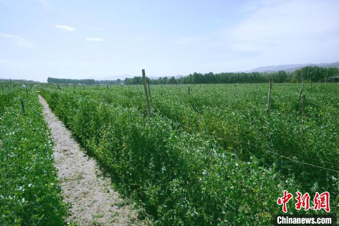 天?？h高原綠色(有機(jī))蔬菜基地種植的食用莢豆。　闕道華 攝