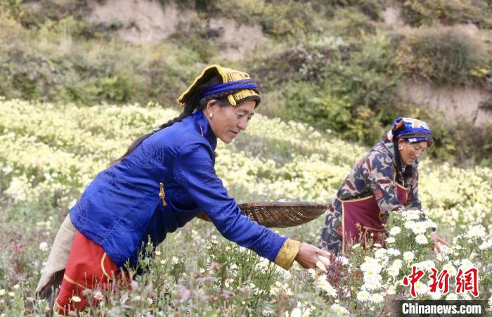 黑水村民在采摘杭白菊。桐鄉(xiāng)市宣傳部提供