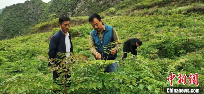 圖為張金利調(diào)研適合阿拉村種植的農(nóng)作物，經(jīng)過不斷改良技術(shù)后，產(chǎn)量大大提高。(資料圖)甘肅省水利廳供圖