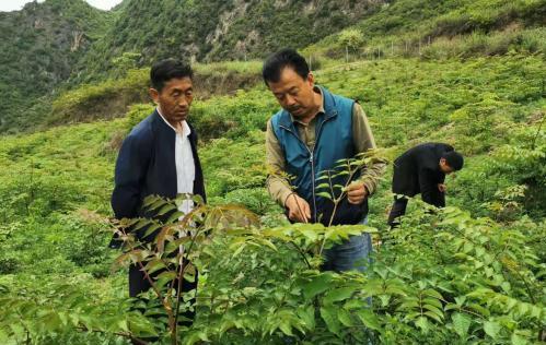 圖為張金利調(diào)研適合阿拉村種植的農(nóng)作物，經(jīng)過不斷改良技術(shù)后，產(chǎn)量大大提高。(資料圖)甘肅省水利廳供圖
