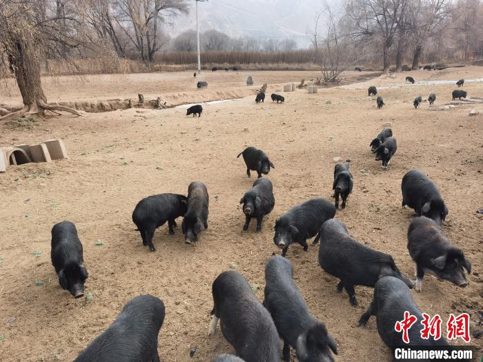 圖為藏香豬?！∑钤鲚?攝