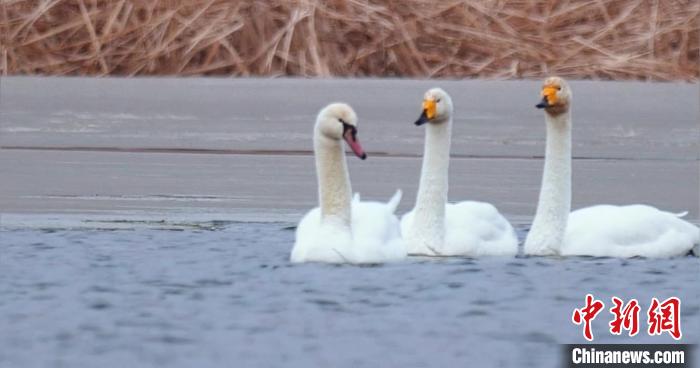 圖為疣鼻天鵝與大天鵝。　青海國(guó)家公園觀鳥協(xié)會(huì)供圖 攝