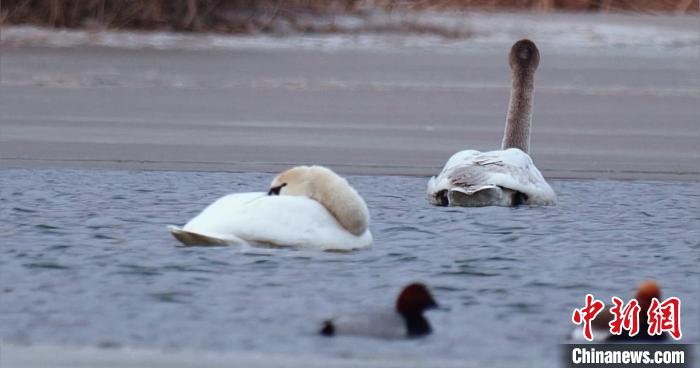 圖為疣鼻天鵝水面休憩?！∏嗪?guó)家公園觀鳥(niǎo)協(xié)會(huì)供圖 攝