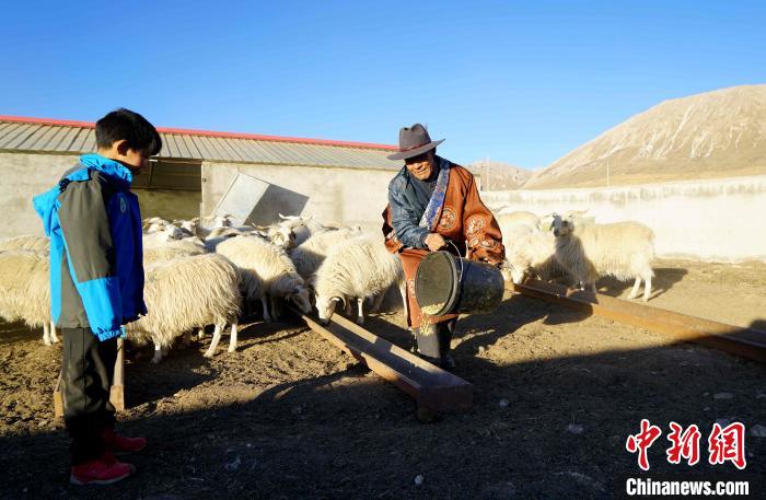 圖為哇保和孫子正在喂羊?！〔彭?xiàng)什姐 攝