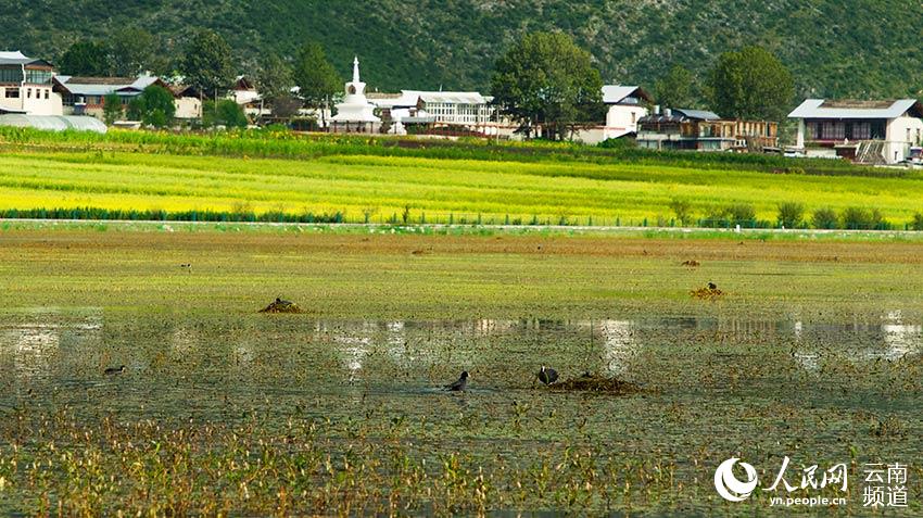 納帕海成為鳥類遷徙停留地。呂昊辰攝