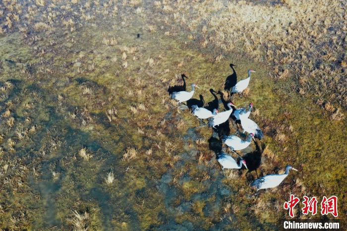 圖為黑頸鶴群在濕地中曬太陽(yáng)?！】姥?攝