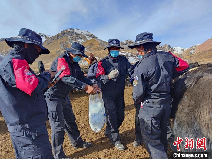 圖為義警隊(duì)員協(xié)助工作人員為牦牛接種疫苗?！∏嗪９逯莠斍呖h公安局下大武派出所供圖