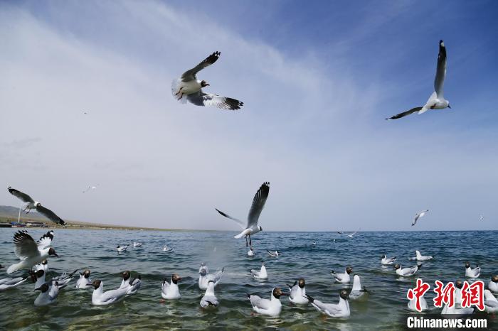 圖為水鳥(niǎo)在青海湖飛翔?！●R銘言 攝