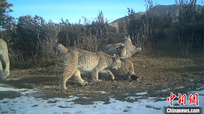 圖為紅外相機拍攝到的猞猁?！∑钸B山國家公園青海省管理局供圖