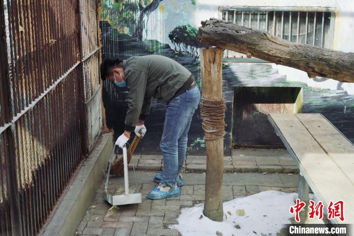 圖為雪豹“奶爸”史壽軍正在打掃豹館衛(wèi)生?！●R銘言 攝