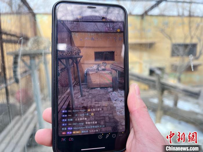 圖為雪豹“奶爸”史壽軍正在直播。　馬銘言 攝