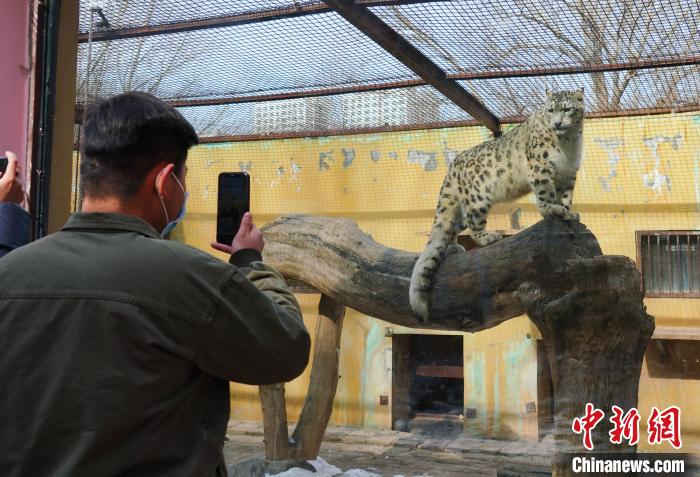 圖為雪豹“奶爸”史壽軍正在直播?！●R銘言 攝