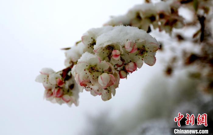 花兒被冰雪覆蓋?！±钣腊?　攝