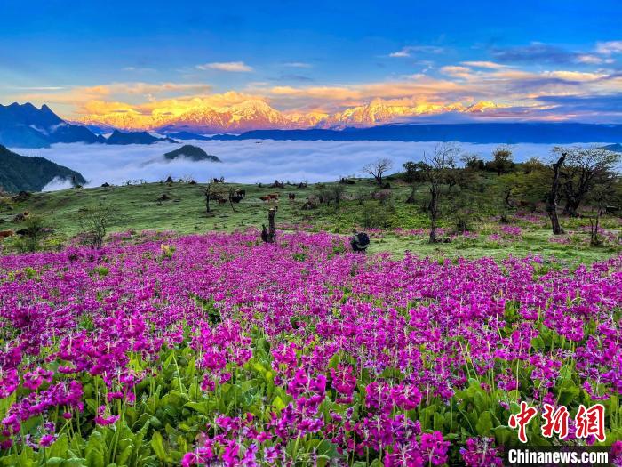 春天的牛背山花海。　游蓉萍 攝