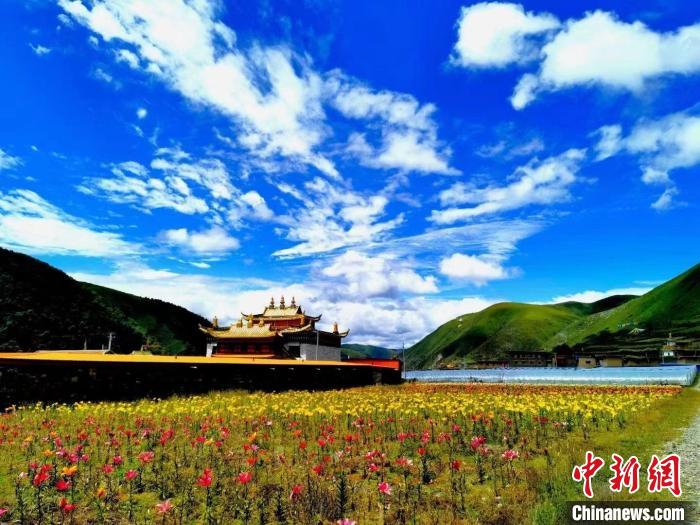 近百畝百合花競相開放，景色誘人?！∪捞量h委宣傳部供圖