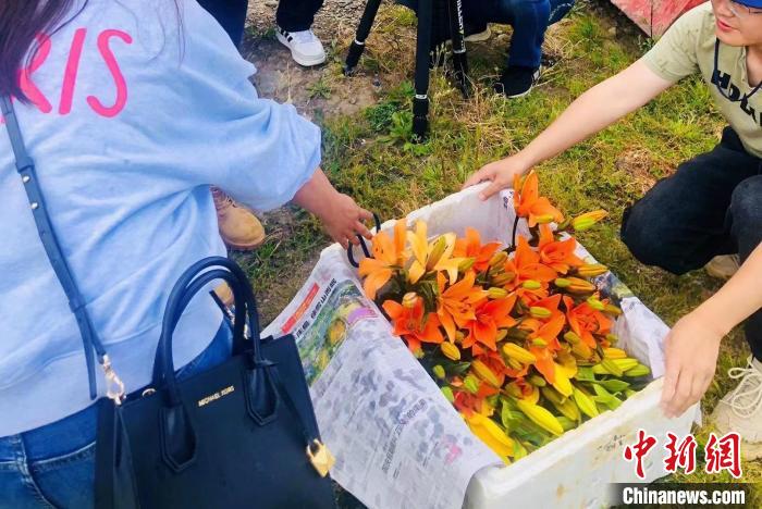 村民采摘百合花?！∪捞量h委宣傳部供圖