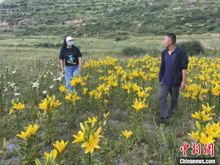 村民采摘百合花?！∪捞量h委宣傳部供圖