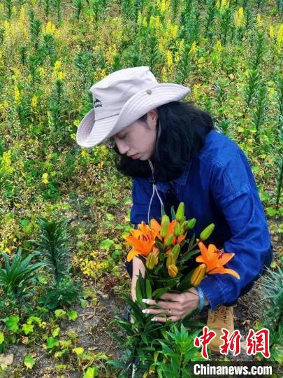 村民采摘百合花?！∪捞量h委宣傳部供圖