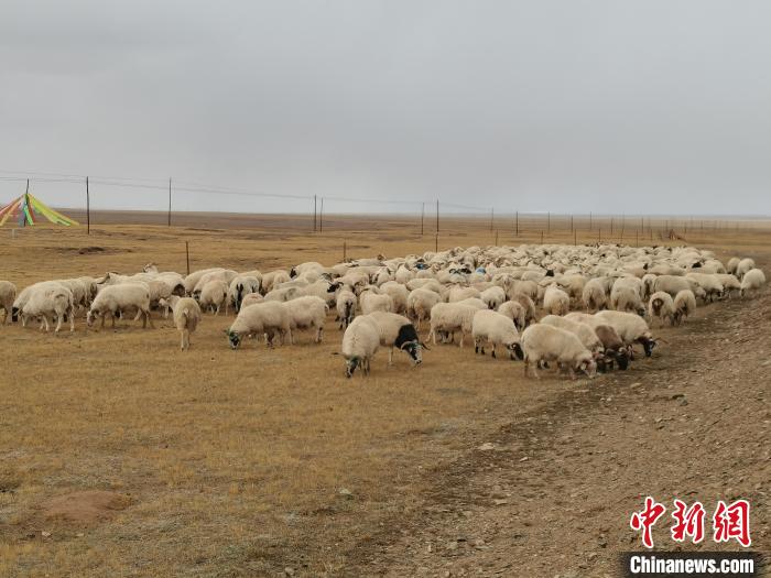 圖為瑪多藏羊?！‖敹嗫h委宣傳部 供圖