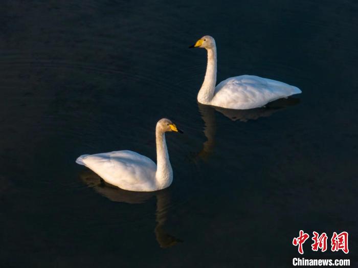 圖為兩只天鵝在湖中游蕩。　何啟金 攝