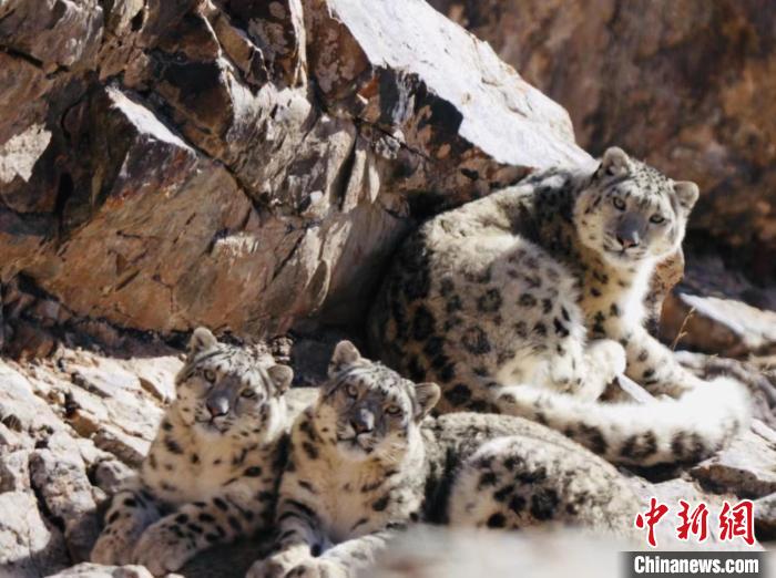 青海都蘭：雪豹、兔猻等多種珍稀野生動(dòng)物亮相